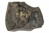 Fossil Ceratopsian Dinosaur Tooth - Judith River Formation #194361-1